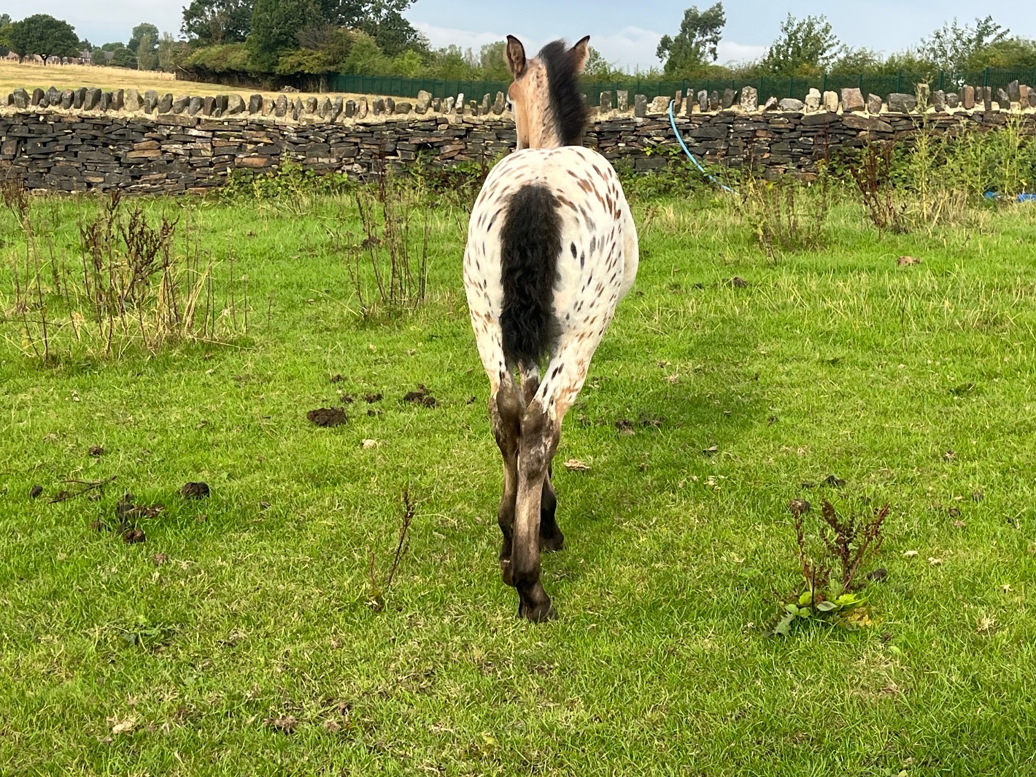 "Buckskin Leopard With 4 Dark Points " Leopard Spot Filly Youngstock / Foal - 