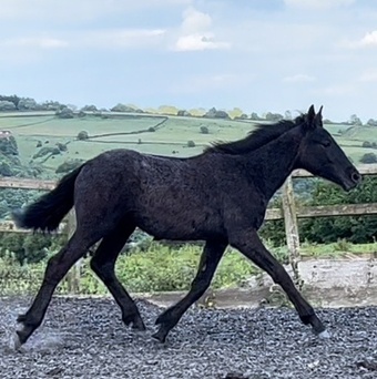 "KING " Black Colt Young Sport Horse