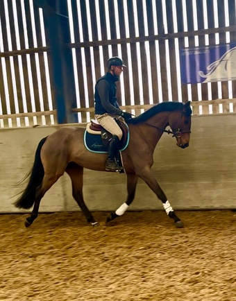 "" Bay Gelding Dressage Horse