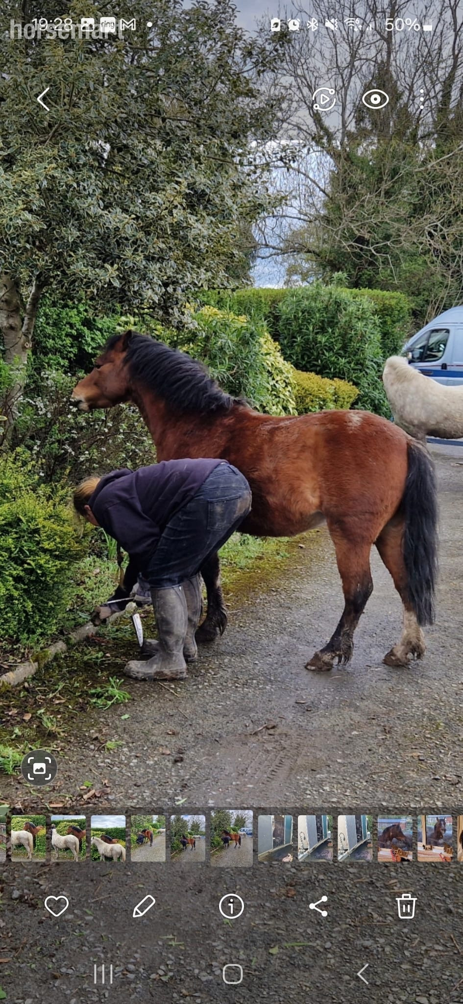  "Rusty" Bay Gelding Lead Rein/First Ridden Pony