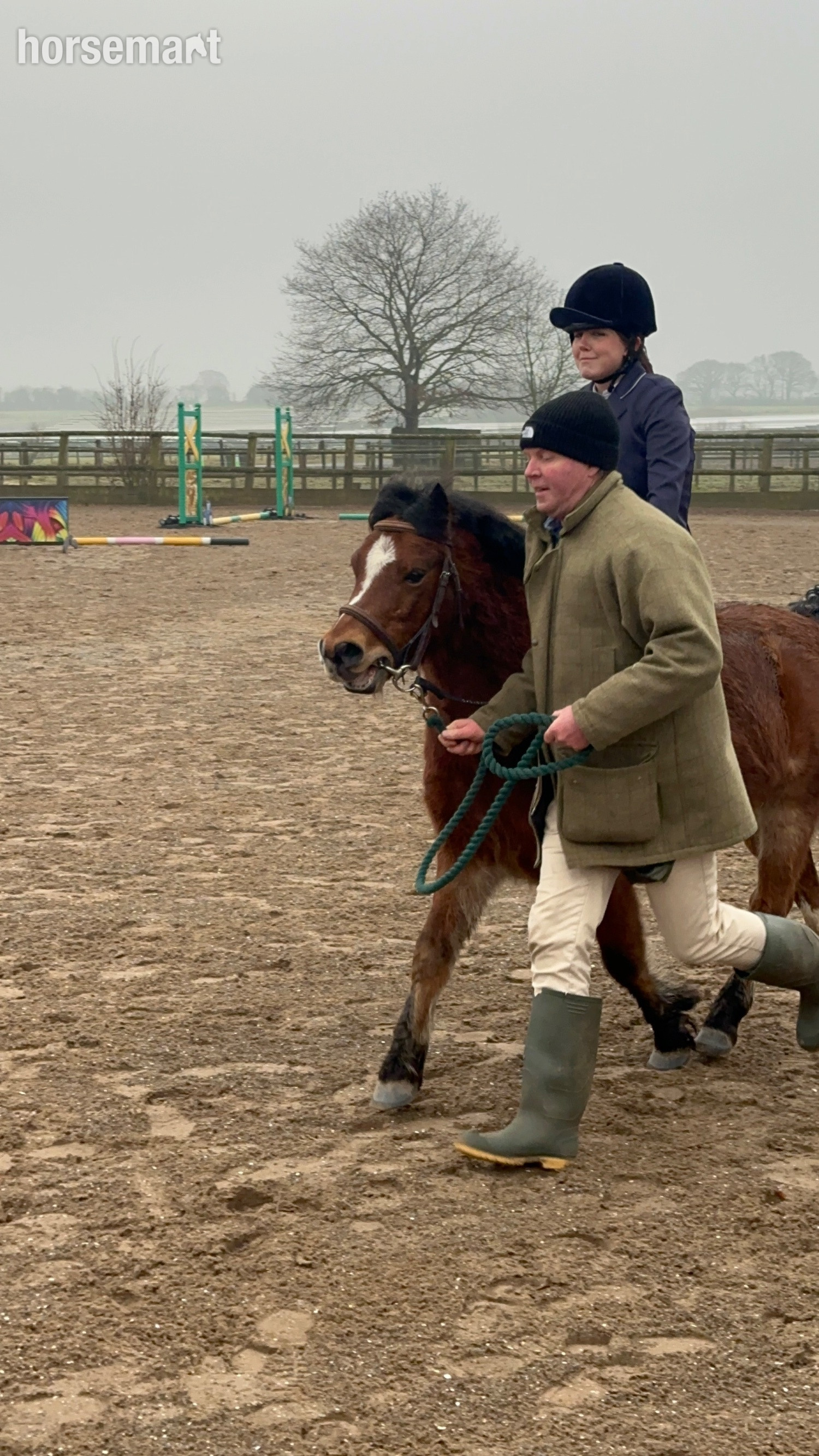 "Rusty" Bay Gelding Lead Rein/First Ridden Pony in 