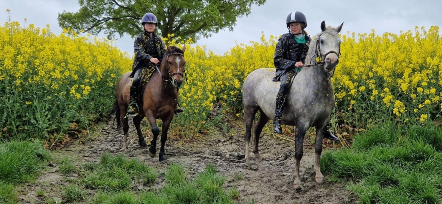 "Rusty" Bay Gelding Lead Rein/First Ridden Pony - 