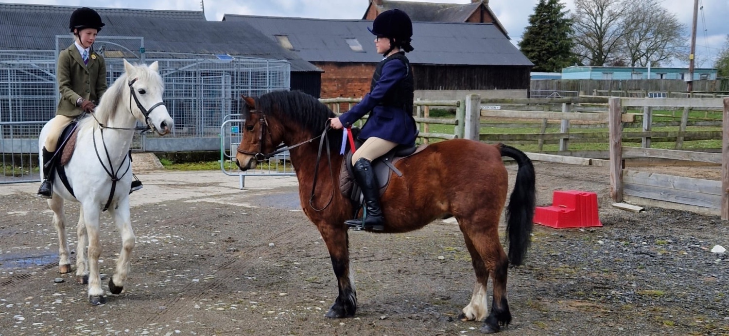 "Rusty" Bay Gelding Lead Rein/First Ridden Pony - Lead Rein & First Ridden Ponies