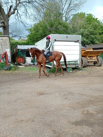"Foxy" Chestnut Mare All Rounder