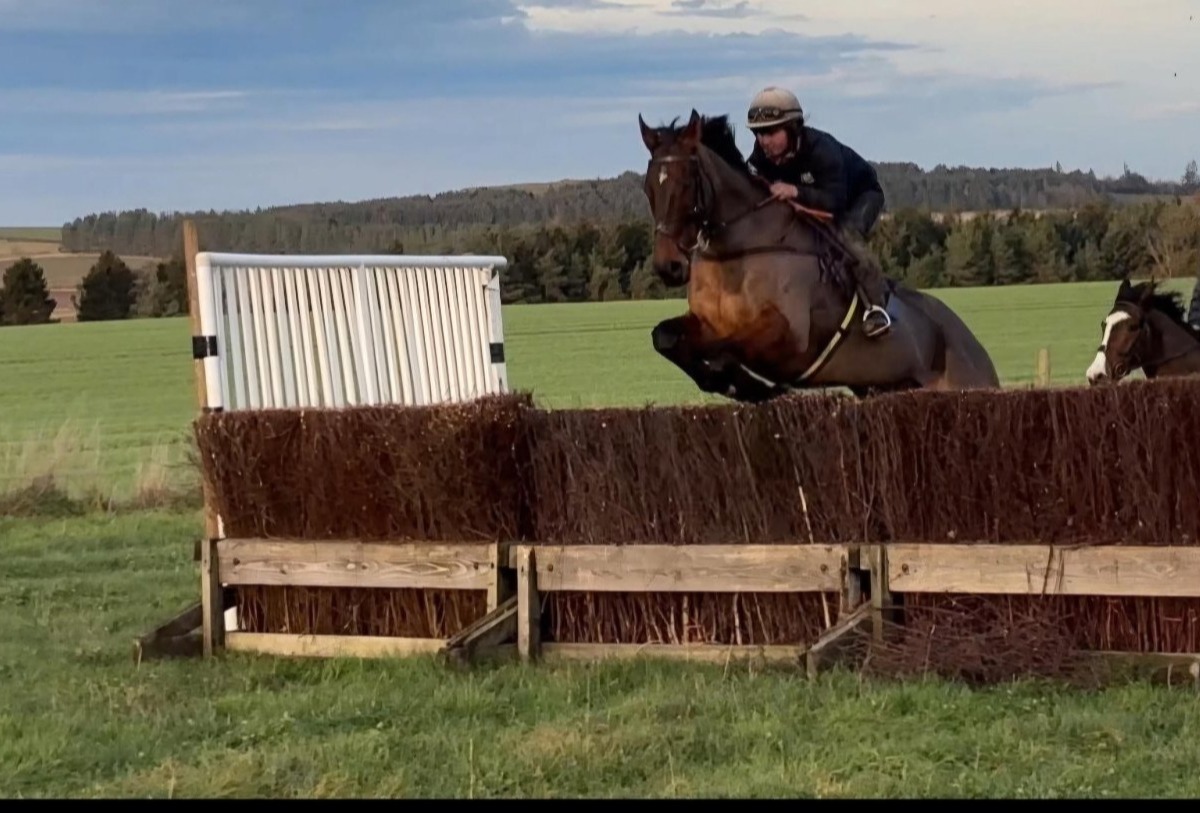 "Glen" Bay Gelding All Rounder - 