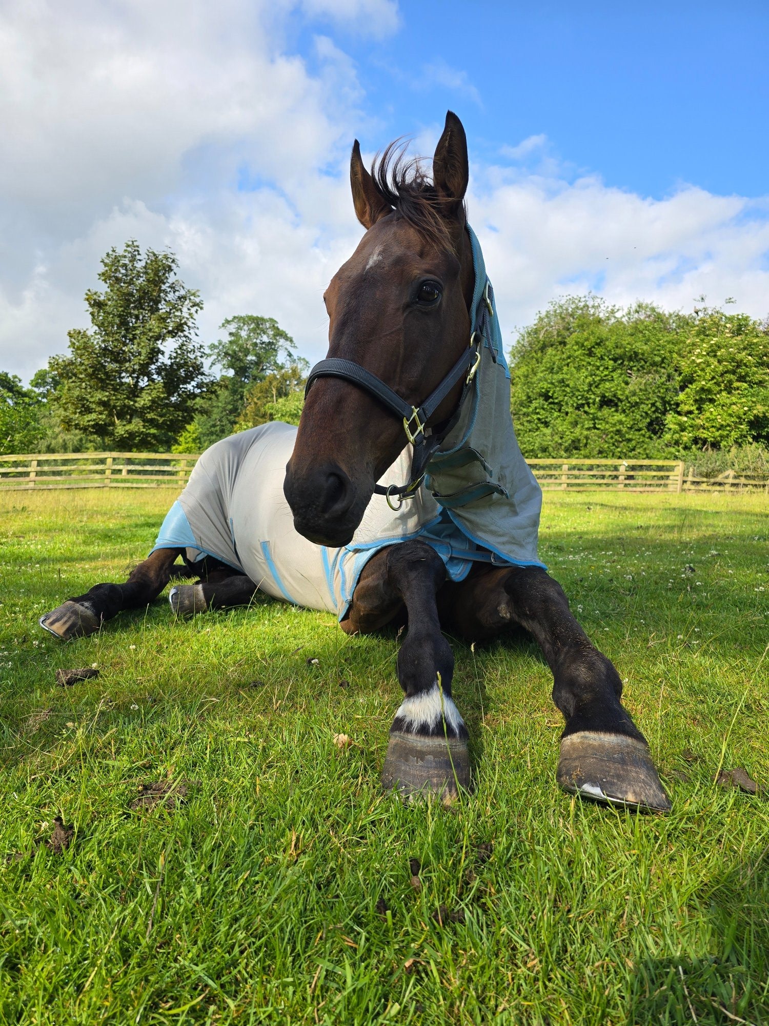 "Glen" Bay Gelding All Rounder