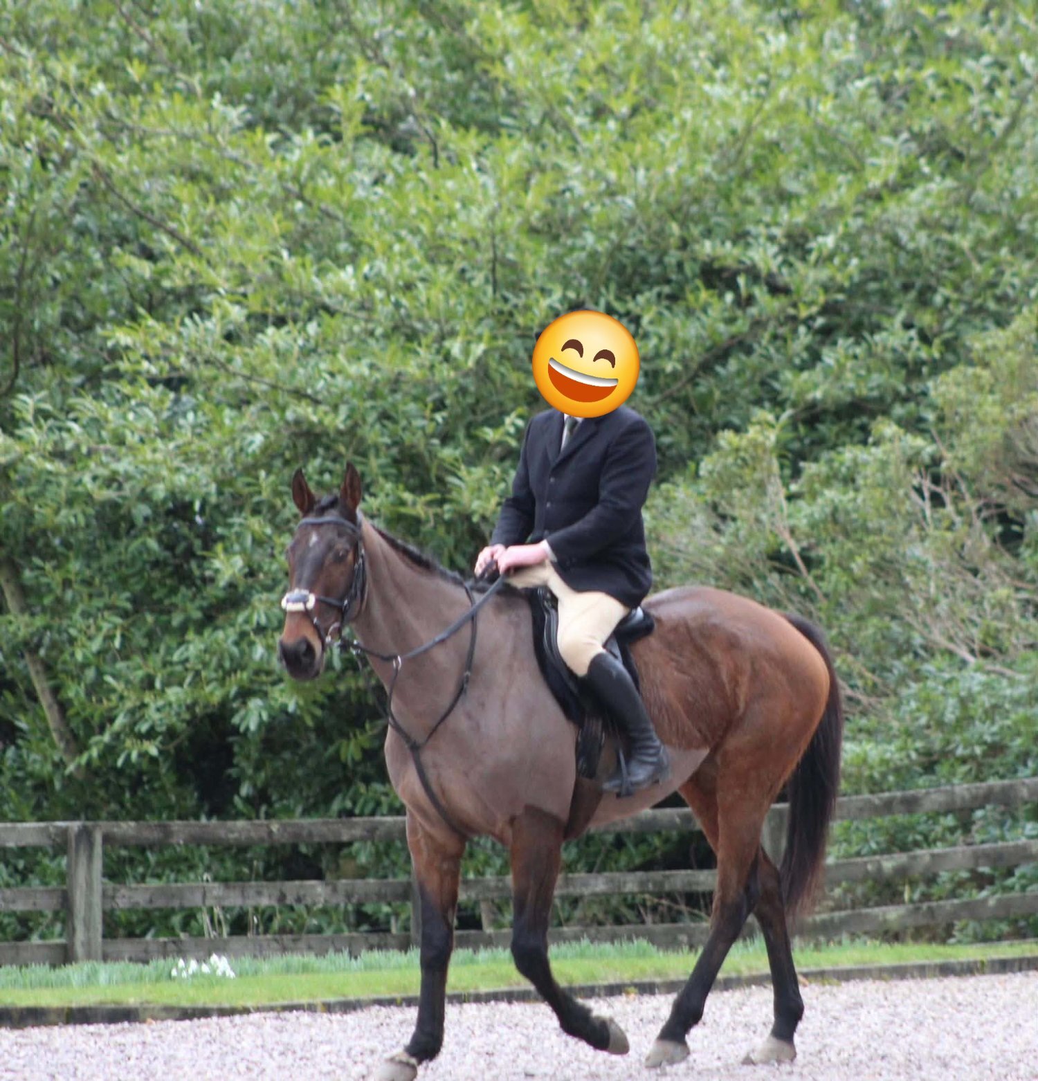 All Rounders  - "Glen" Bay Gelding All Rounder