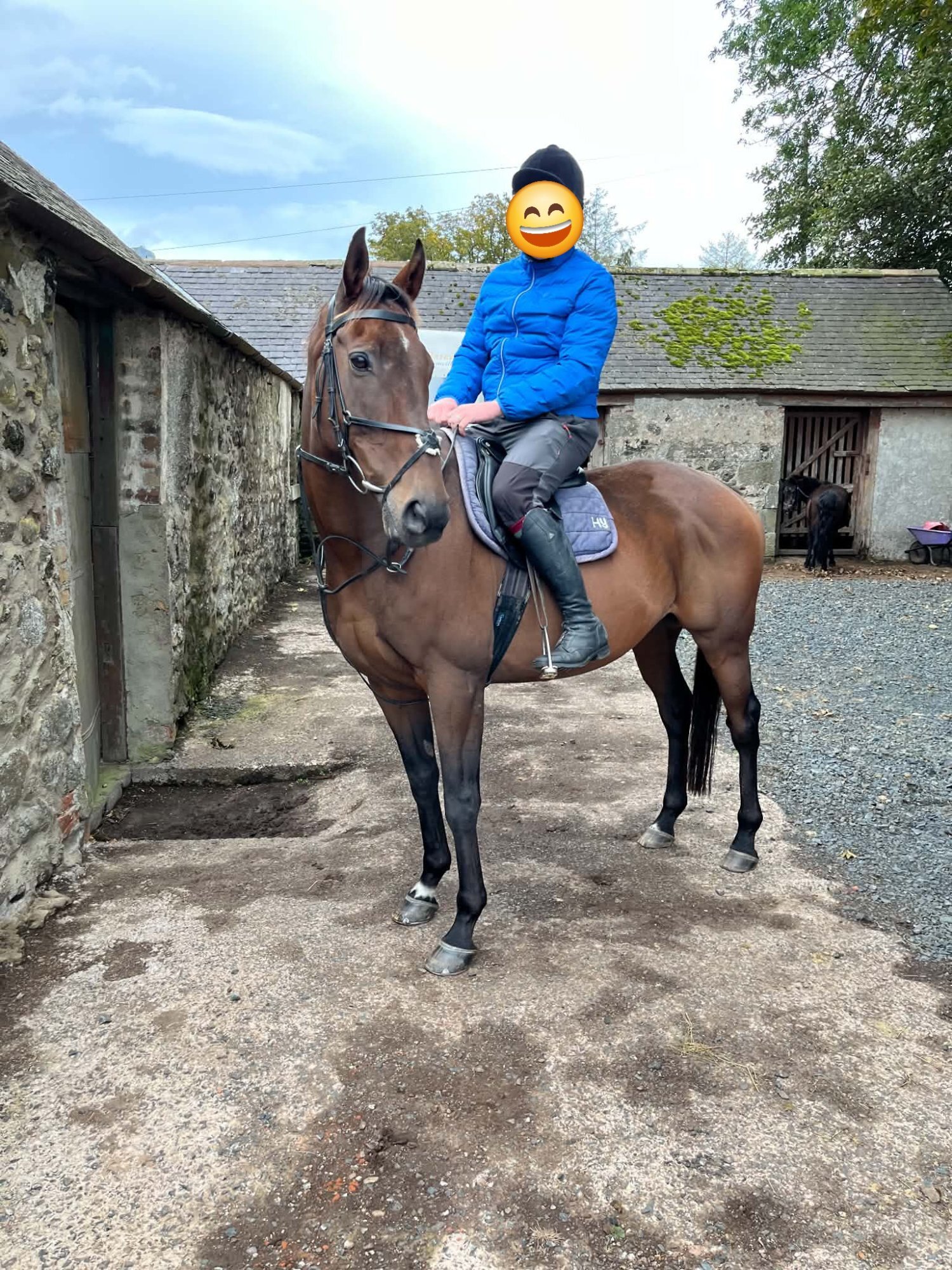 "Glen" Bay Gelding All Rounder - All Rounders 