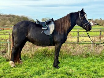 "Abbeyvale Ebony" Bright Bay Mare Mountain & Moorland Pony