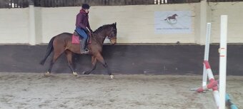 "Bonnie" Bay Filly All Rounder
