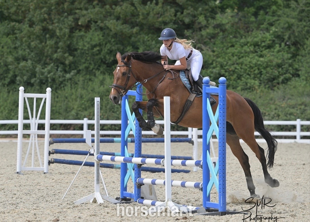 "Talulah " Bay Mare All Rounder in 