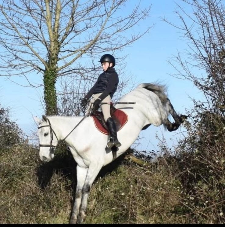 Riding Club Horses  - "Glasson paddy" Grey Gelding Riding Club Horse