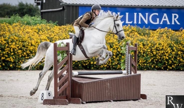 "Glasson paddy" Grey Gelding Riding Club Horse - Riding Club Horses 