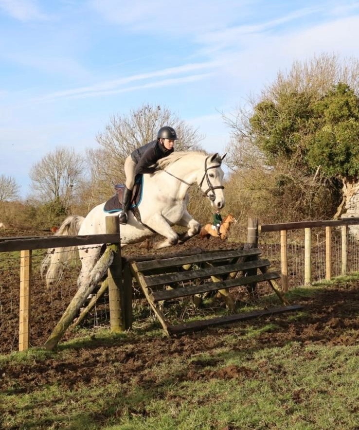 "Glasson paddy" Grey Gelding Riding Club Horse - 