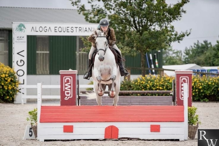 "Glasson paddy" Grey Gelding Riding Club Horse - Riding Club Horses