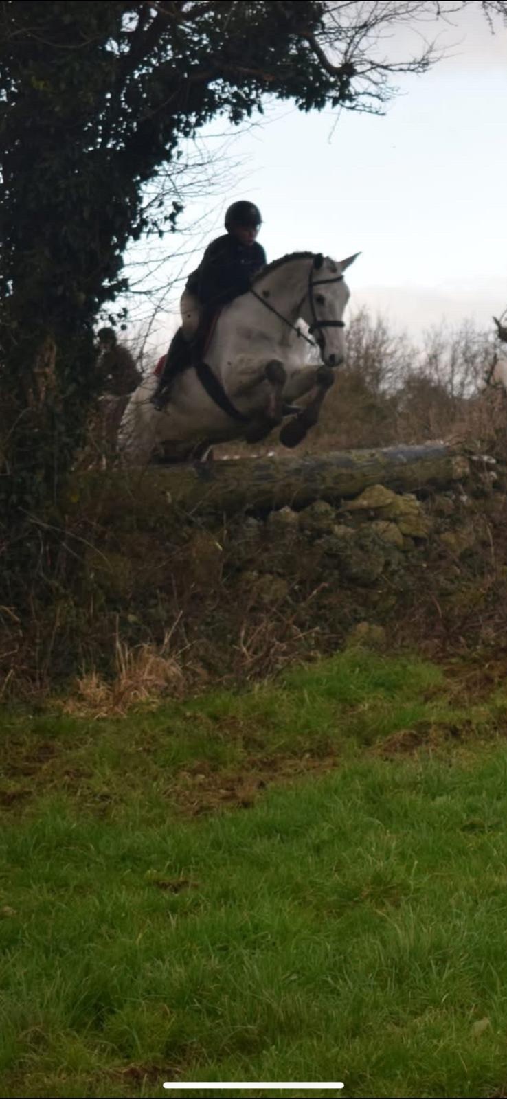 "Glasson paddy" Grey Gelding Riding Club Horse