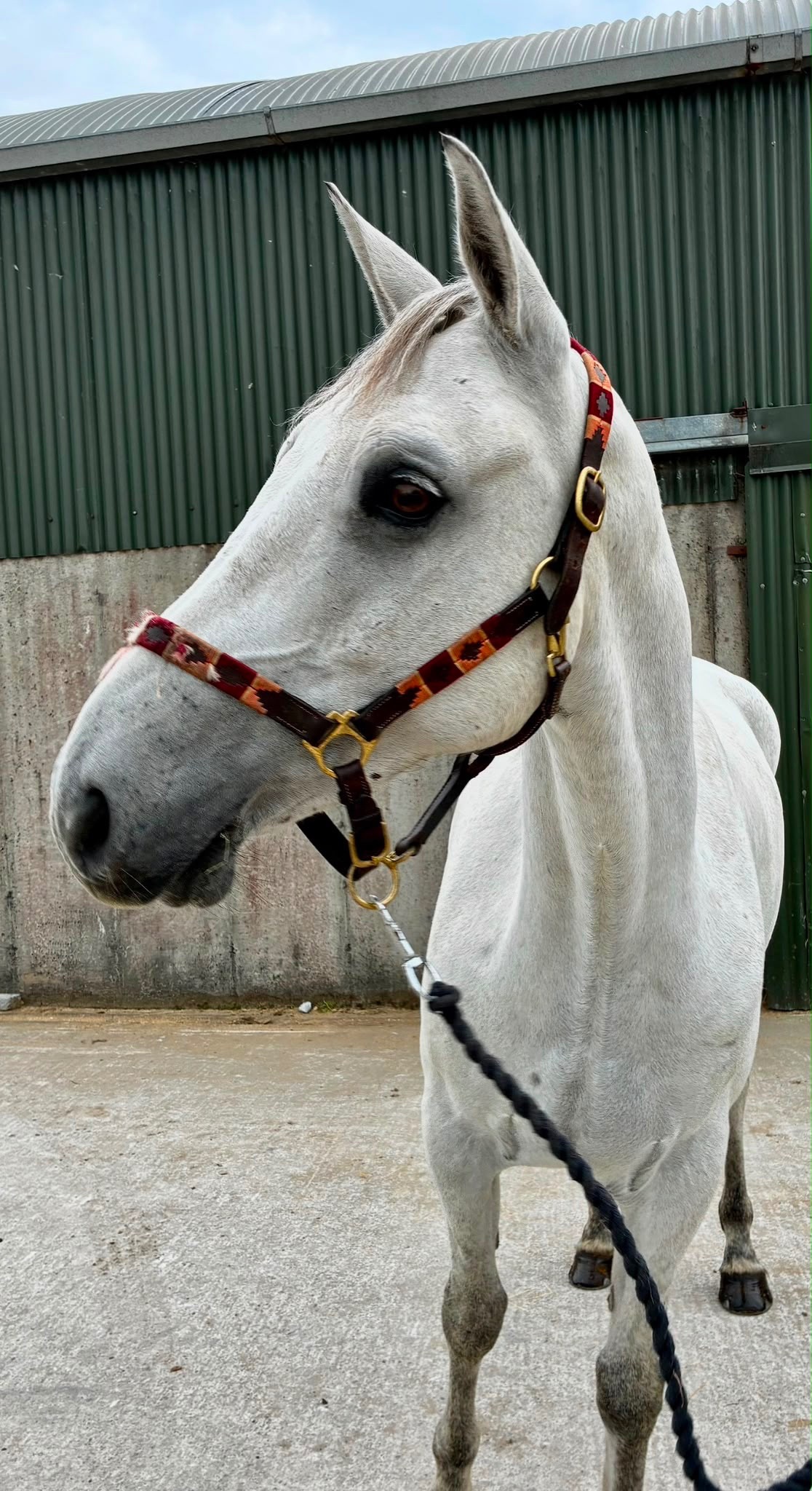  "Glasson paddy" Grey Gelding Riding Club Horse