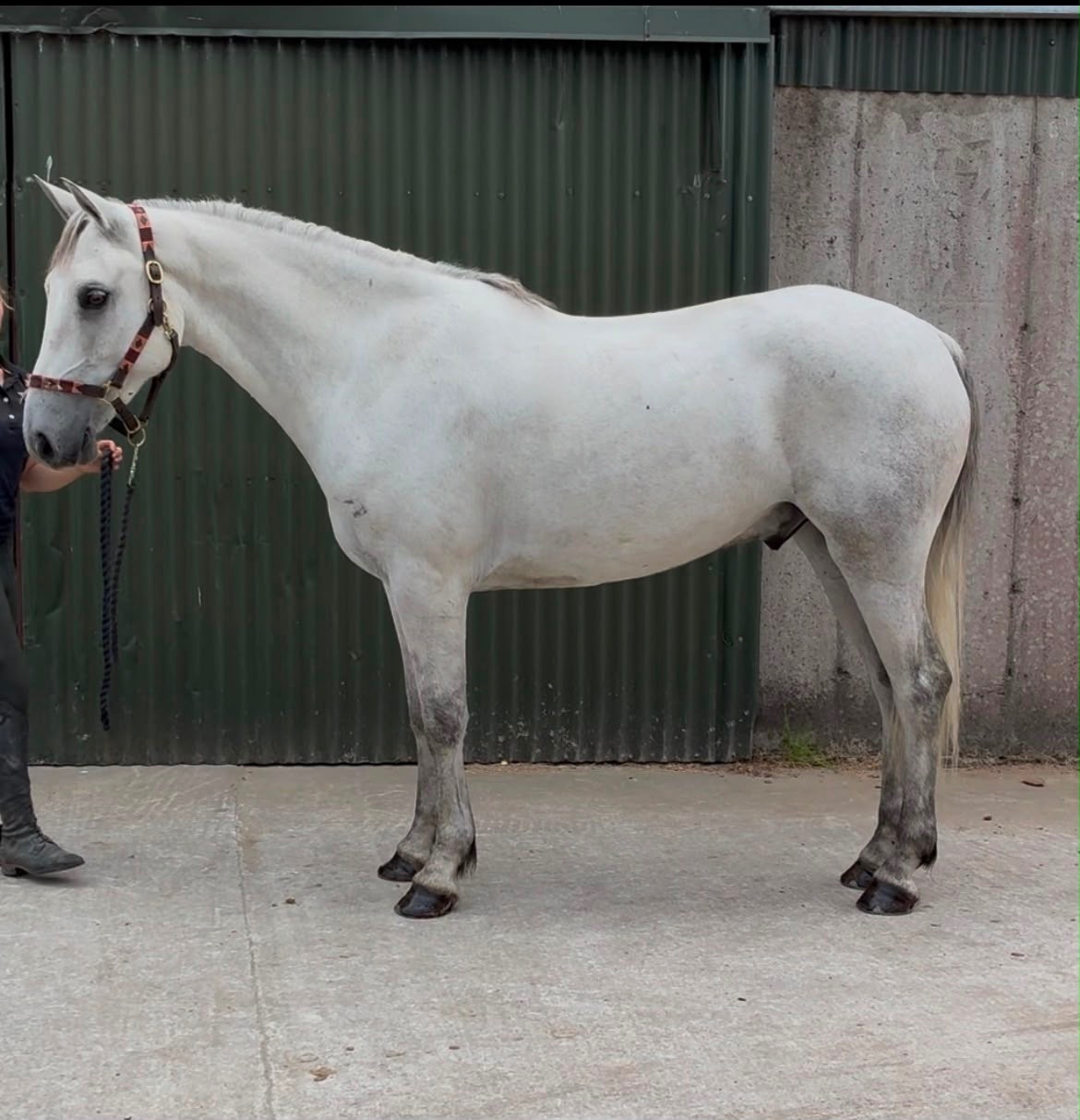 "Glasson paddy" Grey Gelding Riding Club Horse - Riding Club Horses