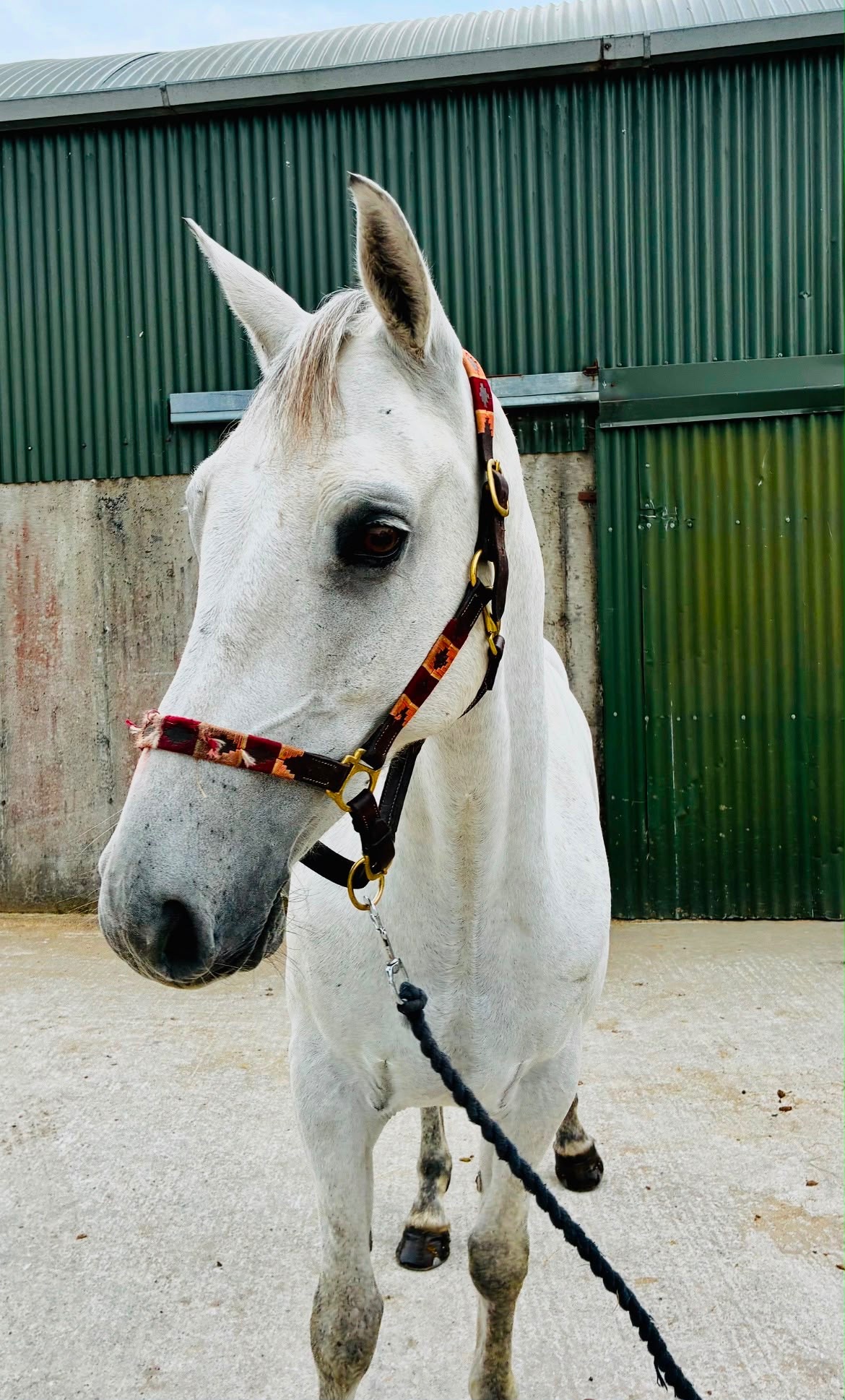 "Glasson paddy" Grey Gelding Riding Club Horse 
