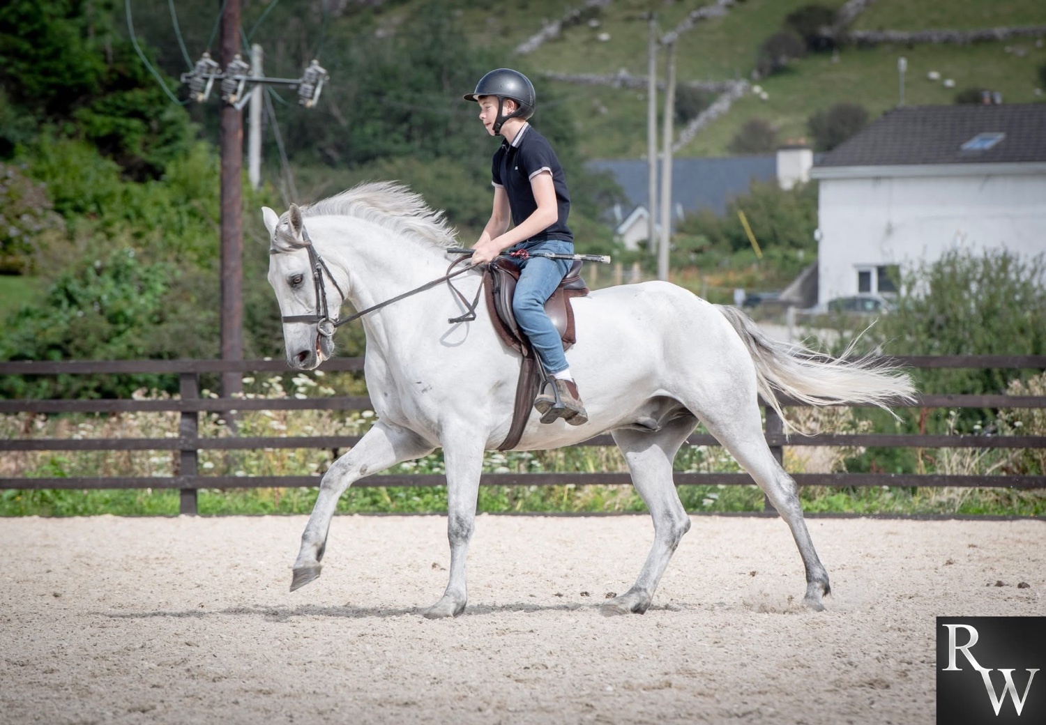 Riding Club Horses - "Glasson paddy" Grey Gelding Riding Club Horse in 
