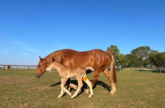 "Colony" Chestnut Mare Cob/Heavy Horse
