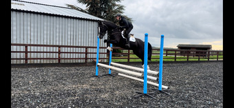 "Jack" Black Gelding All Rounder