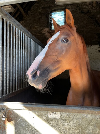 "Lynwood Hawaii" Chestnut Mare Companion Horse