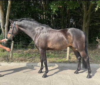 "Franz" Gelding Dressage Horse