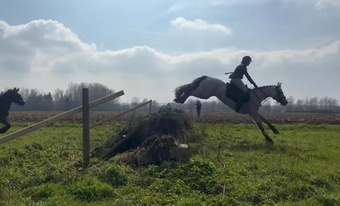 "Matilda " Dun Mare All Rounder