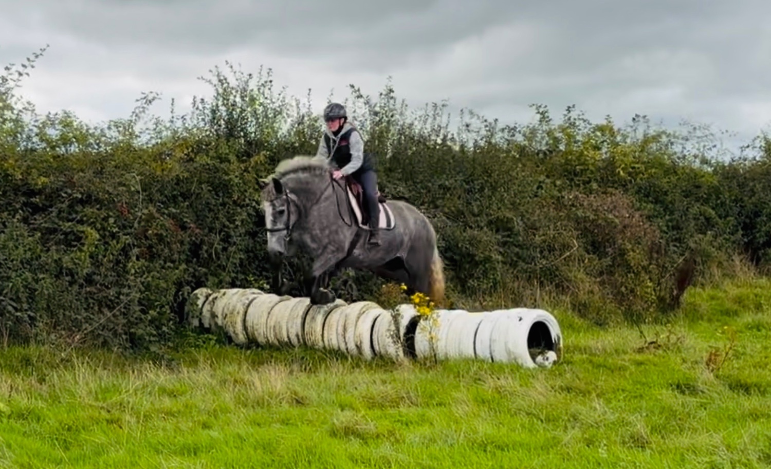  "Rosie: ultra quiet, steady, reliable, patient happy hacker" Iron Grey Mare Happy Hacker