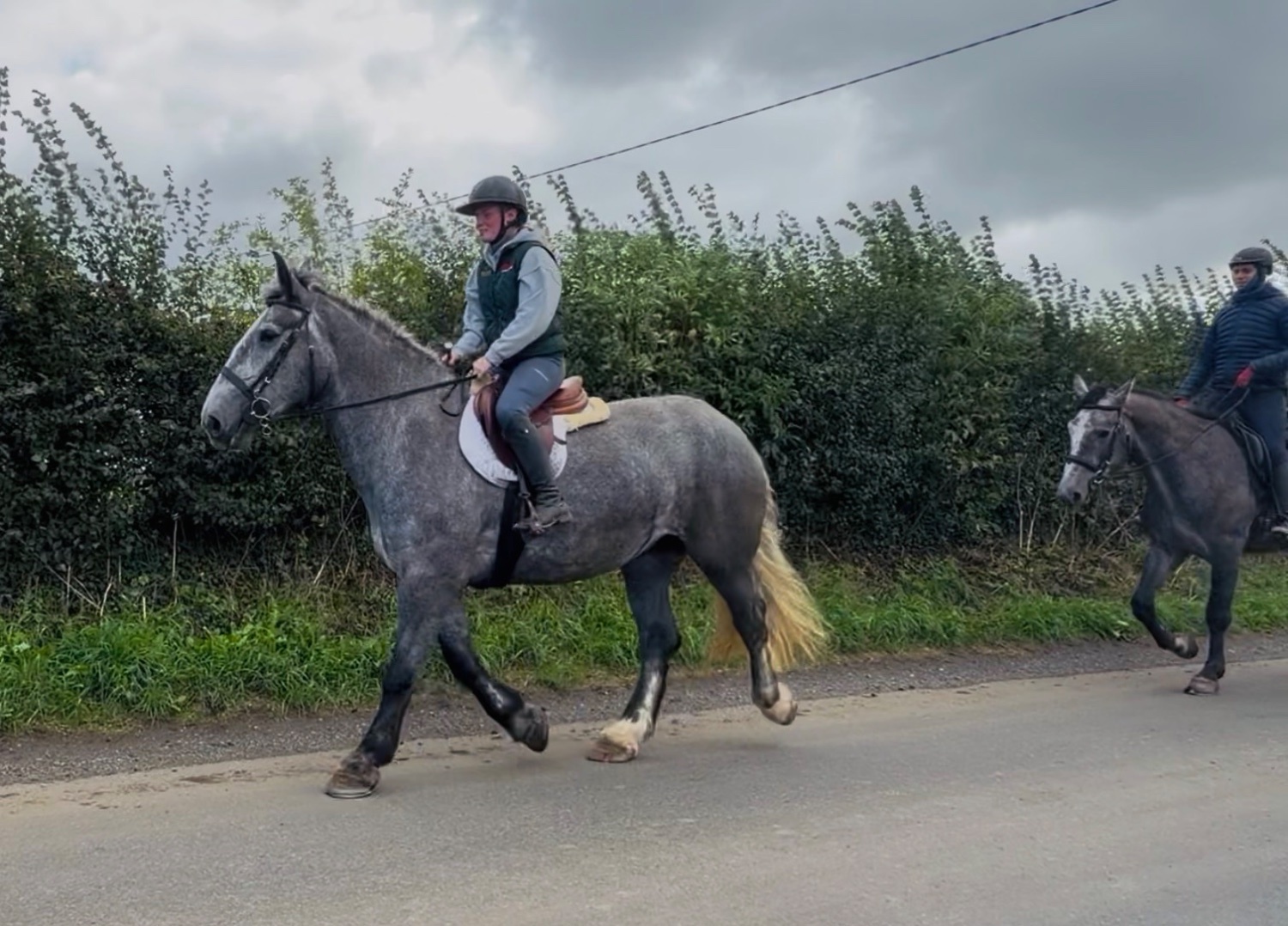 Happy Hackers  - "Rosie: ultra quiet, steady, reliable, patient happy hacker" Iron Grey Mare Happy Hacker