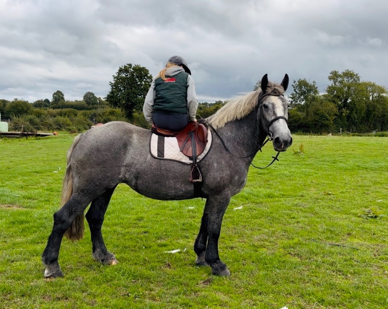 "Rosie: ultra quiet, steady, reliable, patient happy hacker" Iron Grey Mare Happy Hacker - Happy Hackers