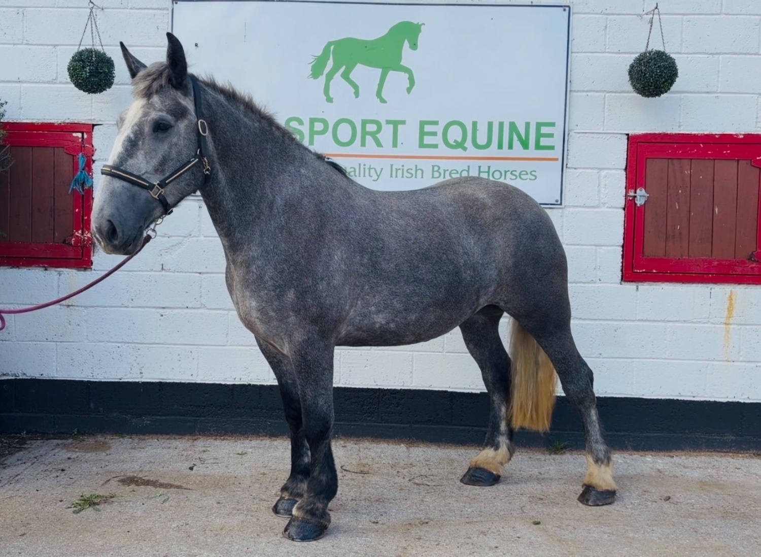 "Rosie: ultra quiet, steady, reliable, patient happy hacker" Iron Grey Mare Happy Hacker