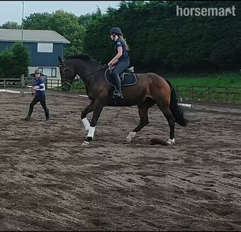 "Ethel " Bay Mare Broodmare