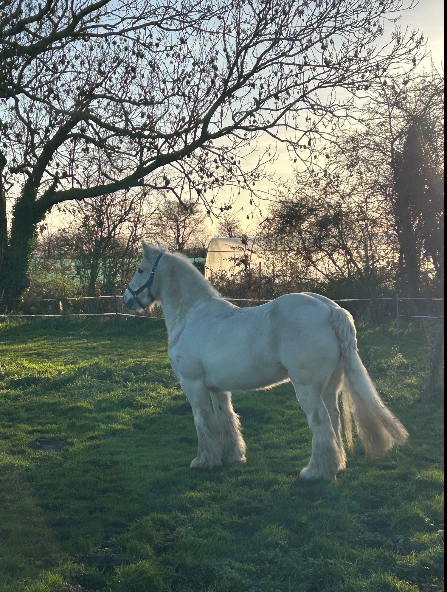 Happy Hackers  - "Peggy" Grey Mare Happy Hacker
