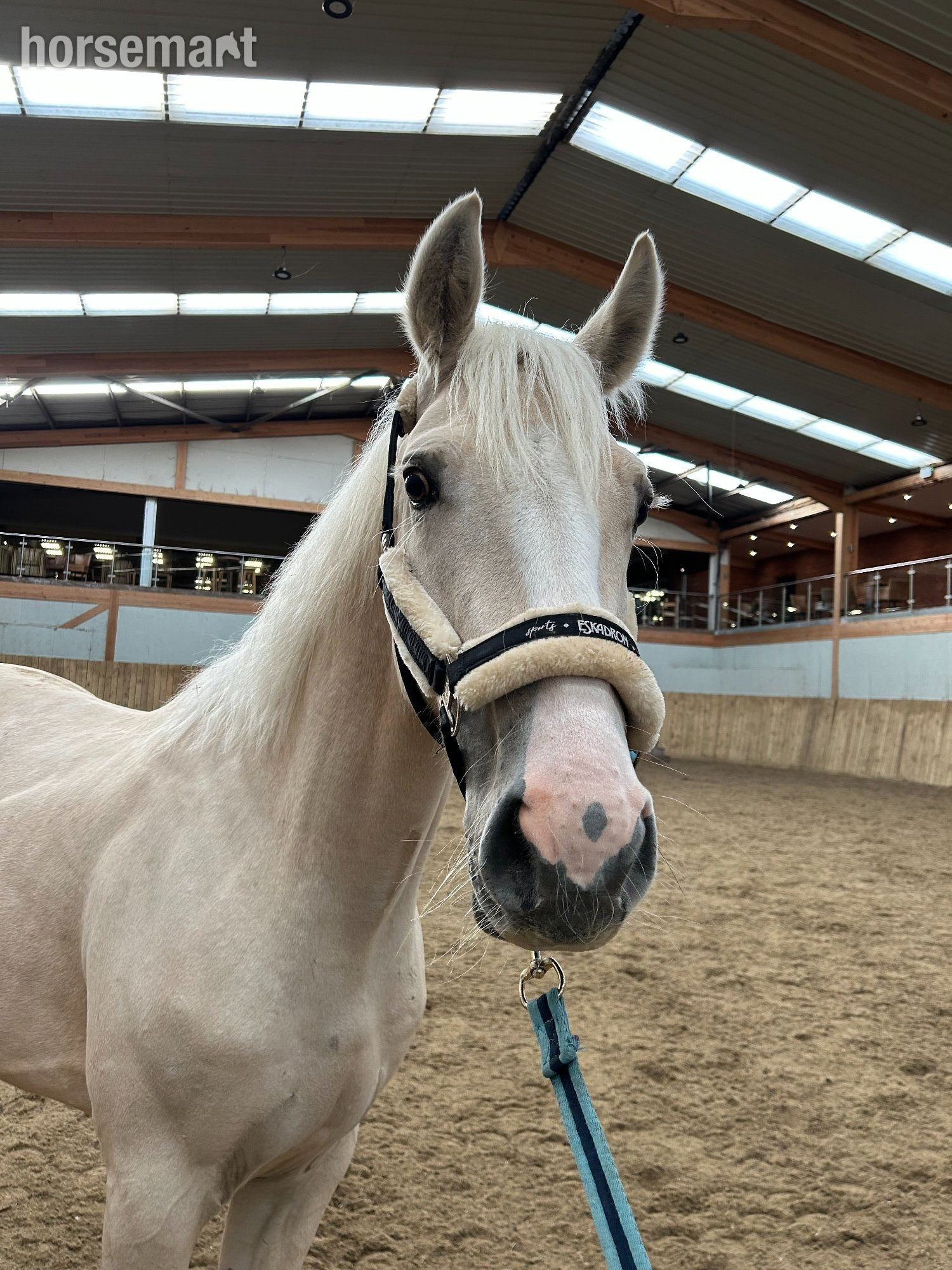 Project Horses  - "Walter" Palomino Gelding Project Horse