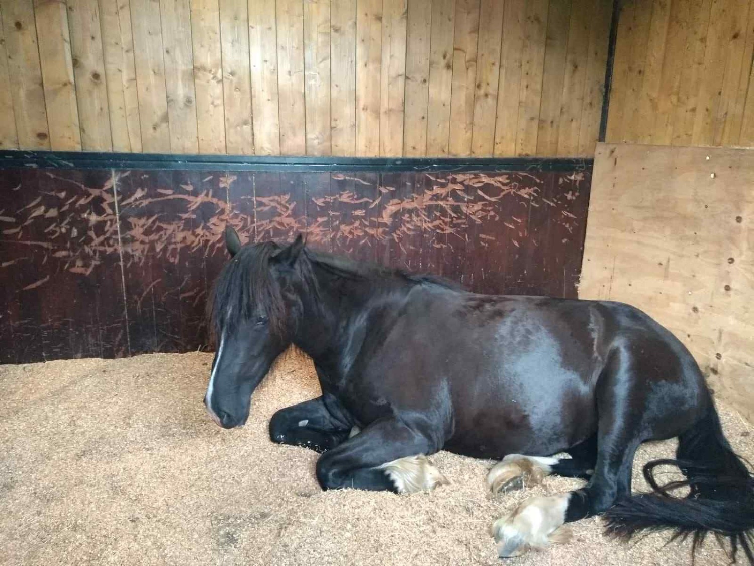Broodmares  - "Luna" Black Mare Broodmare