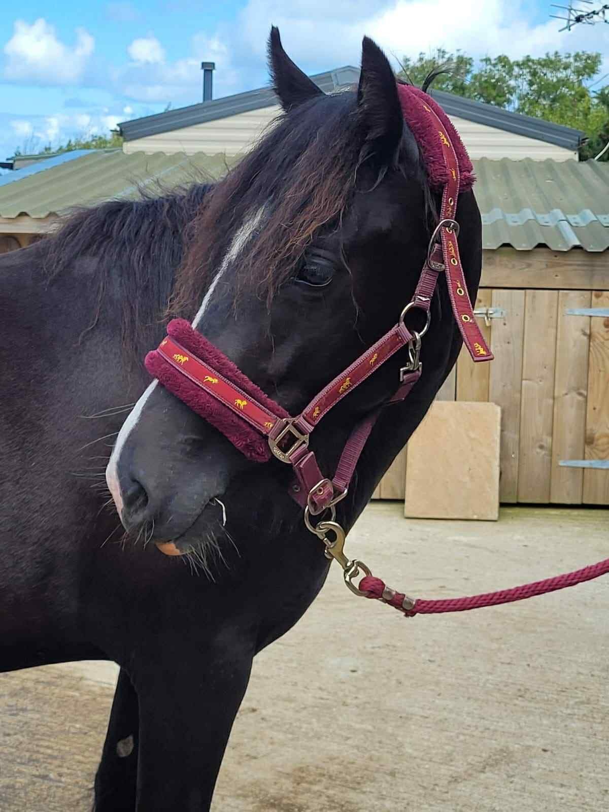 "Luna" Black Mare Broodmare - Broodmares 