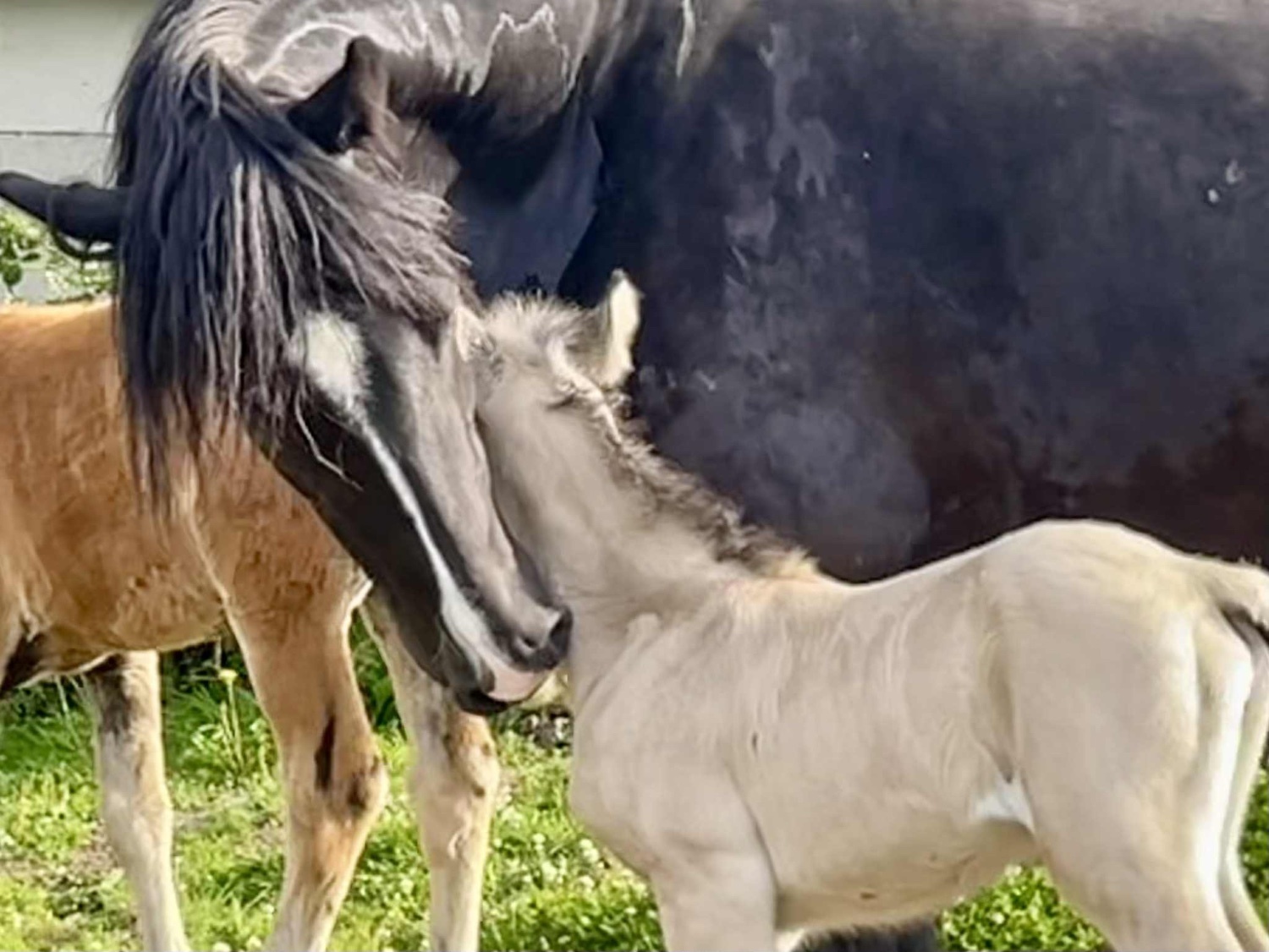 "Luna" Black Mare Broodmare - 
