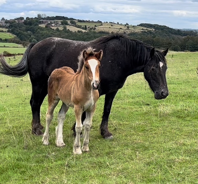 Youngstock and Foals  - "Striking cob x appaloosa " Bay Filly Youngstock / Foal