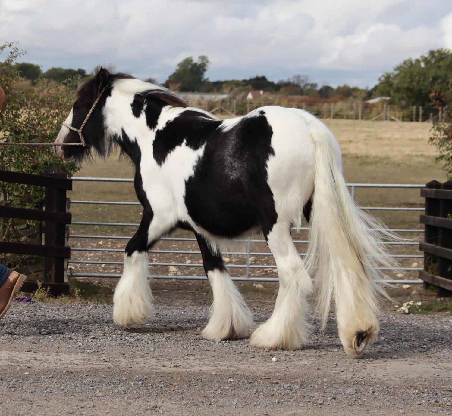 Cobs & Heavy Horses  - "SD Great Contender " Piebald Colt Cob/Heavy Horse