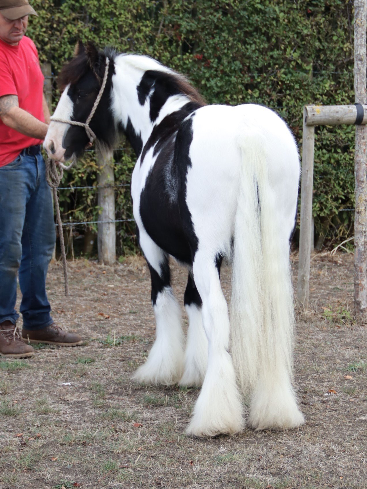"SD Great Contender " Piebald Colt Cob/Heavy Horse - Cobs & Heavy Horses 
