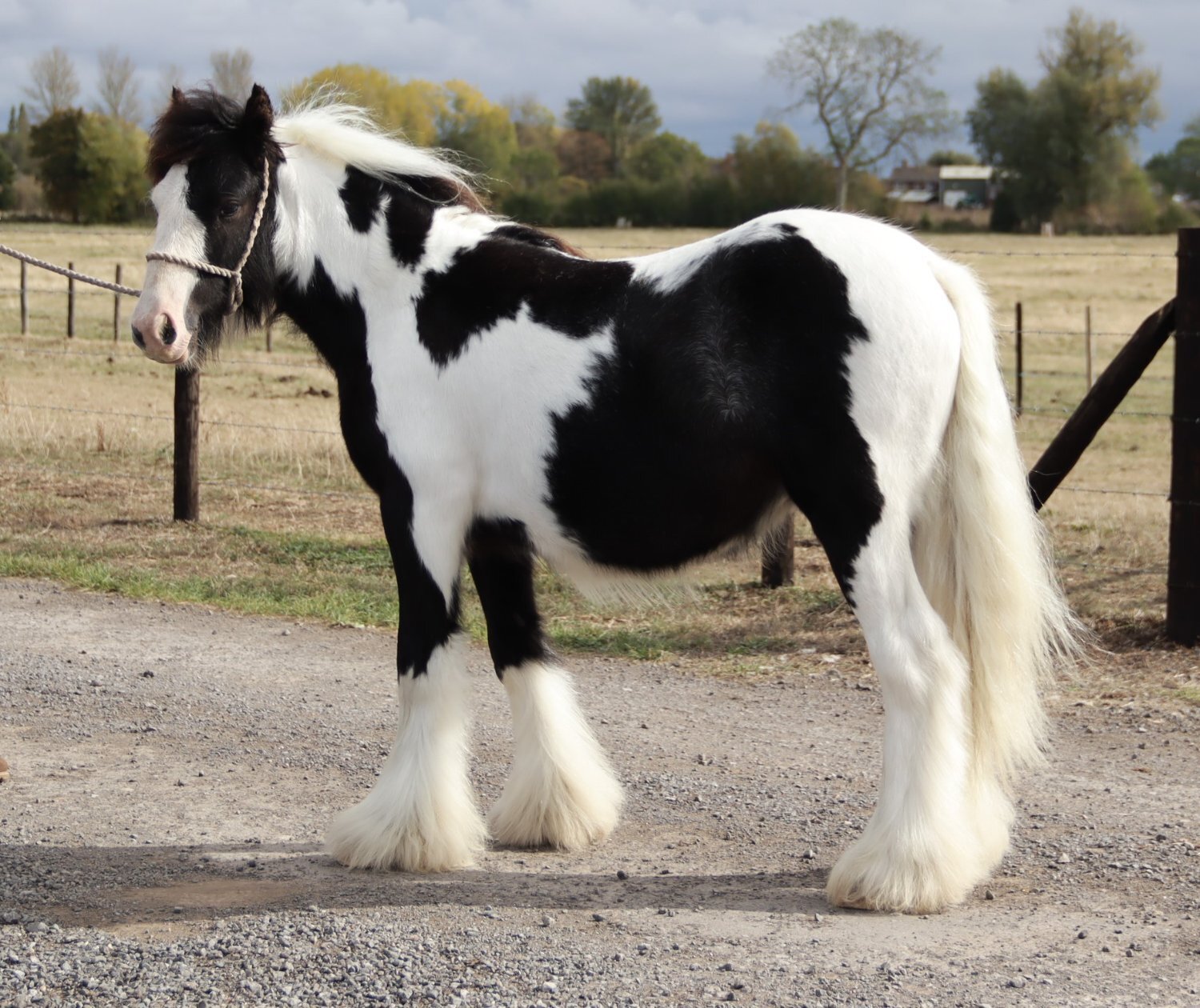 "SD Great Contender " Piebald Colt Cob/Heavy Horse - 