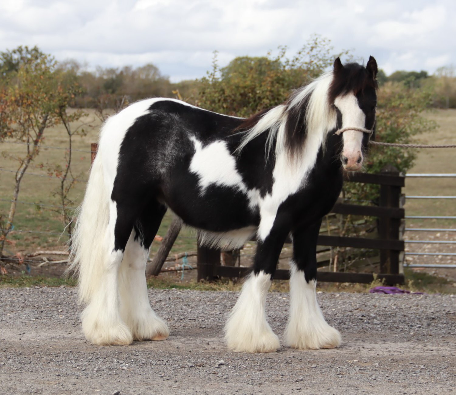 "SD Great Contender " Piebald Colt Cob/Heavy Horse - Cobs & Heavy Horses