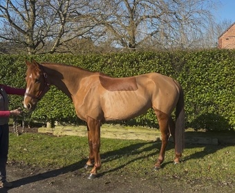 "Milly" Chestnut Mare All Rounder