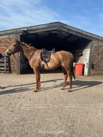 "Pocket" Chestnut Gelding Riding Club Horse