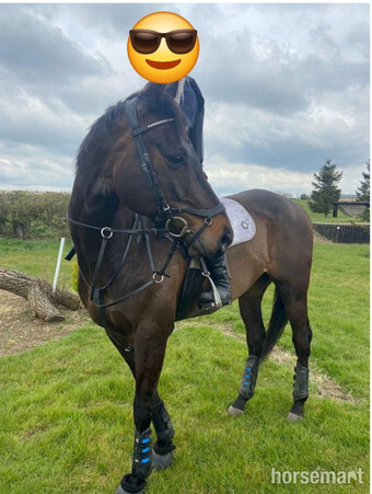"" Bay Gelding All Rounder