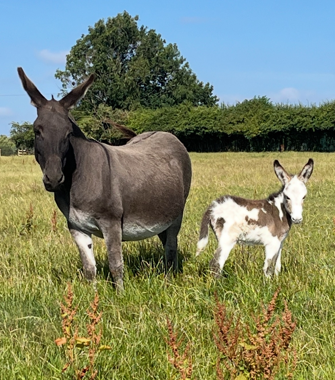 Companion Horses  - "Donkey mare Francesca and her gorgeous little girl"  Mare Companion Horse