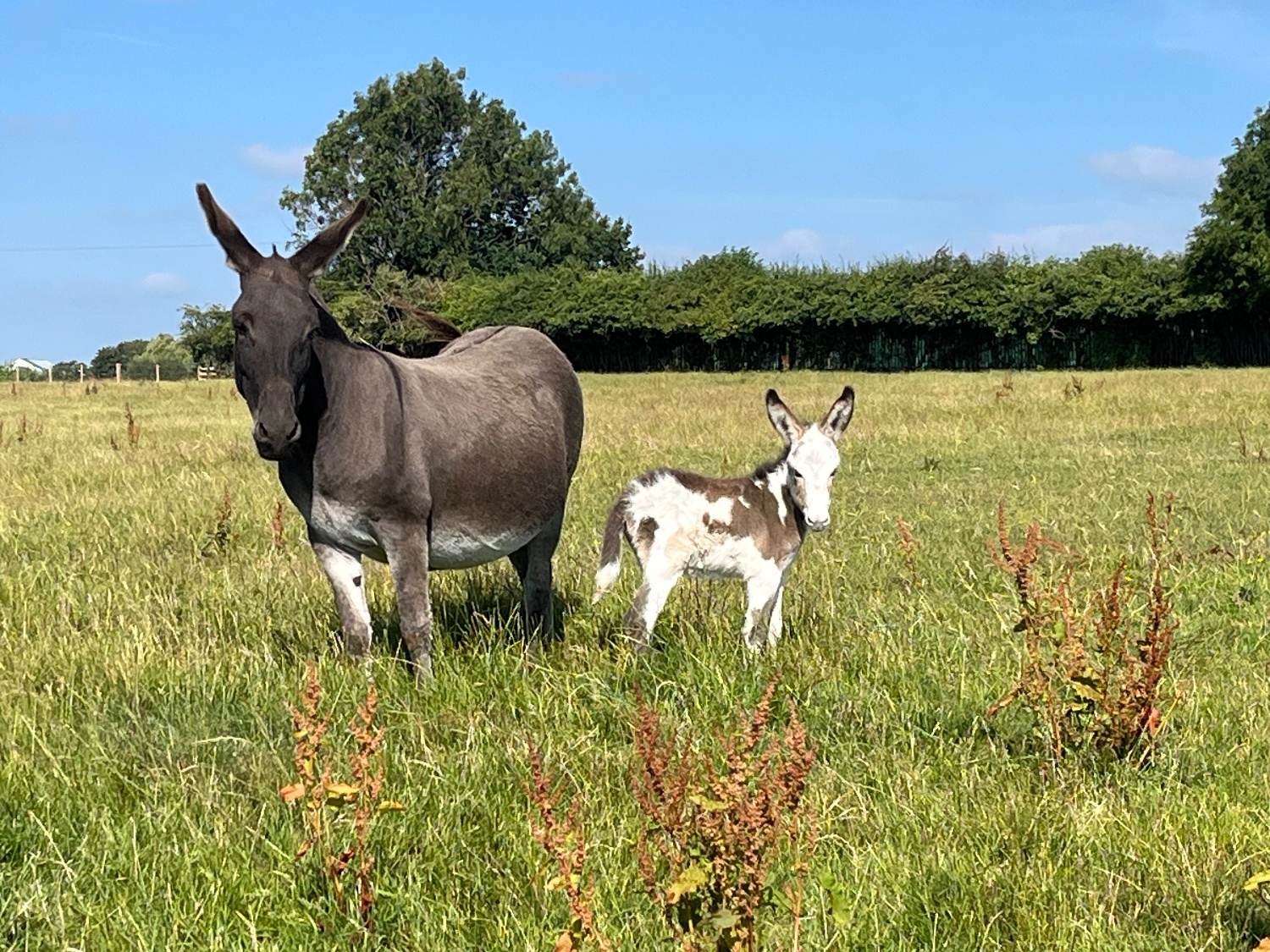 "Donkey mare Francesca and her gorgeous little girl"  Mare Companion Horse - Companion Horses 