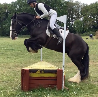 "Benny" Black Gelding All Rounder